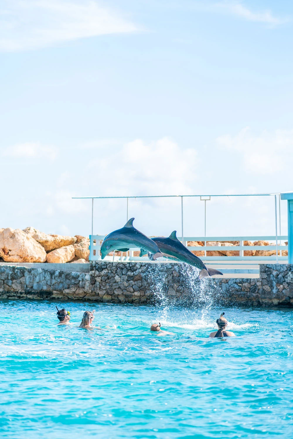 Dolphin-Academy-5
